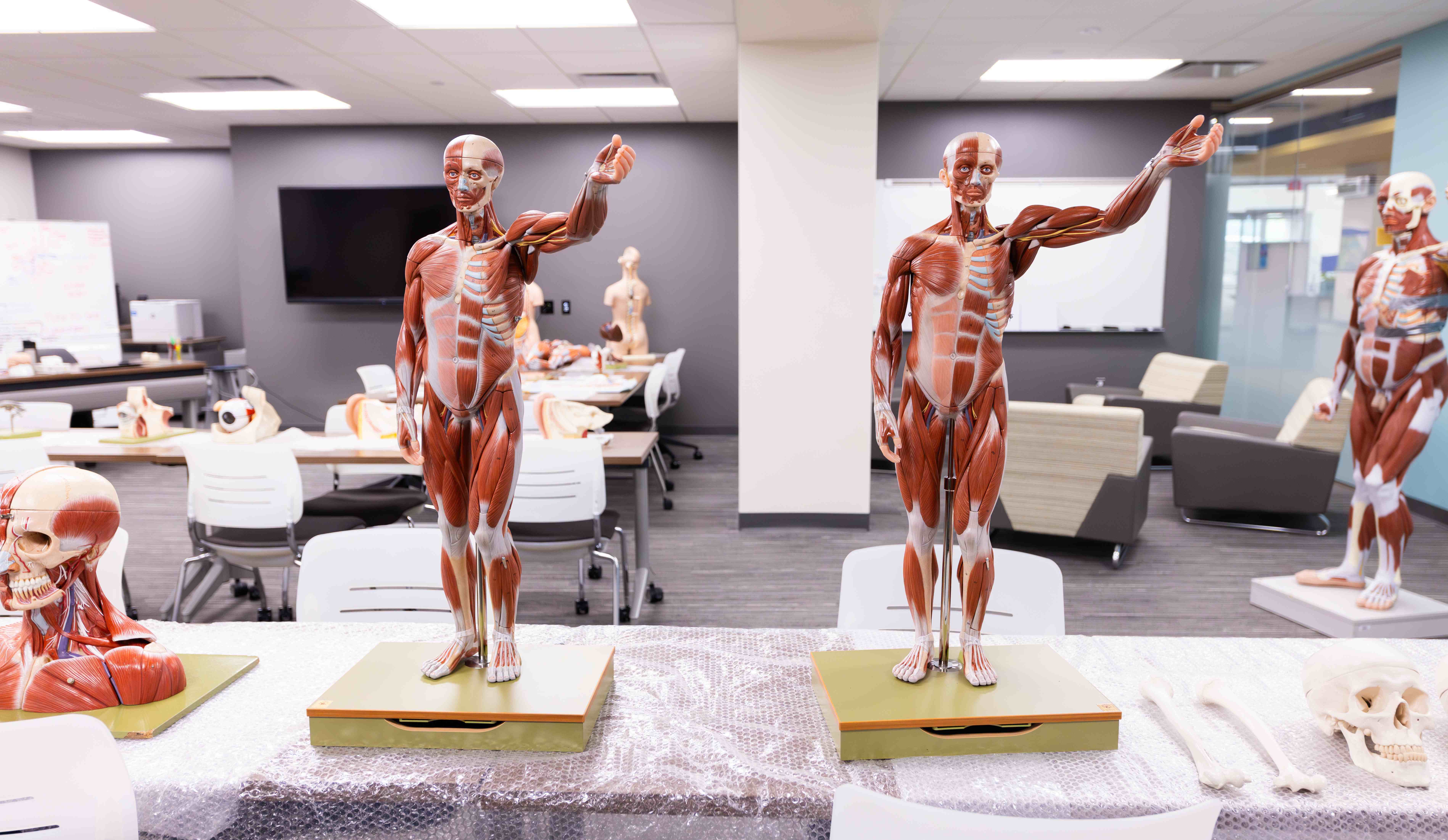 Anatomy room models