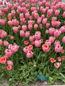A picture of pink tulip flowers in Holland, Michigan.
